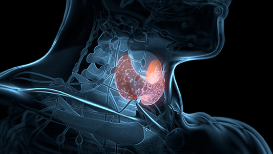 Hyperthyroidism. The body’s concealed threat.