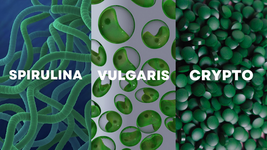 The Ultimate Algae Superfood Showdown