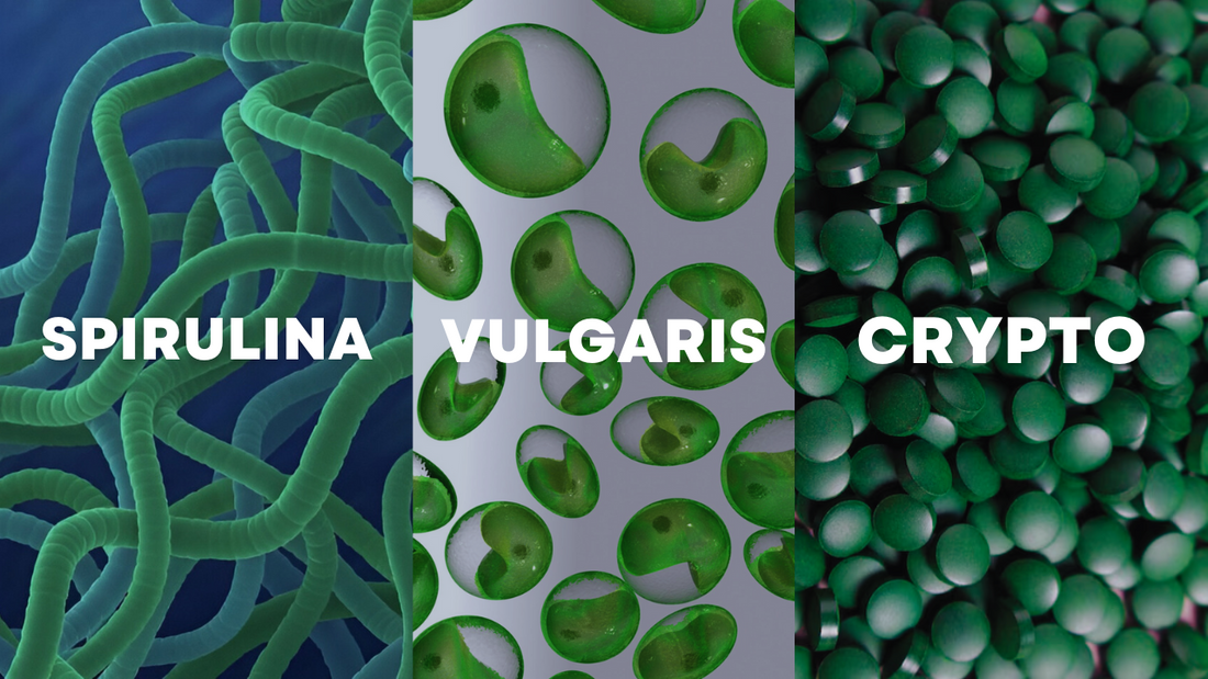 Which is right for you? - A Guide to Spirulina, Chlorella and Crypto PPARs